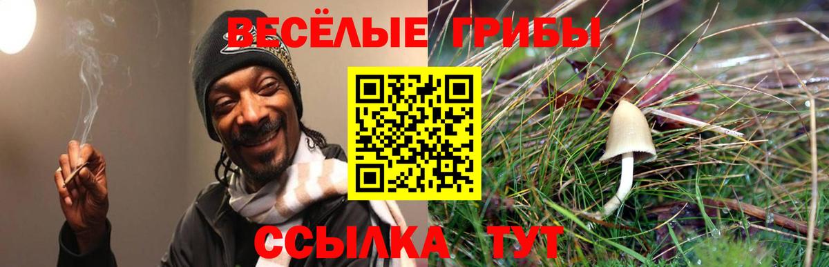 Галлюциногенные грибы Psilocybe Красноуфимск